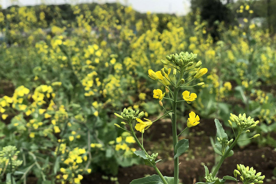 菜の花畑