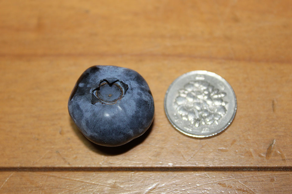 100円玉と比較したブルーベリー