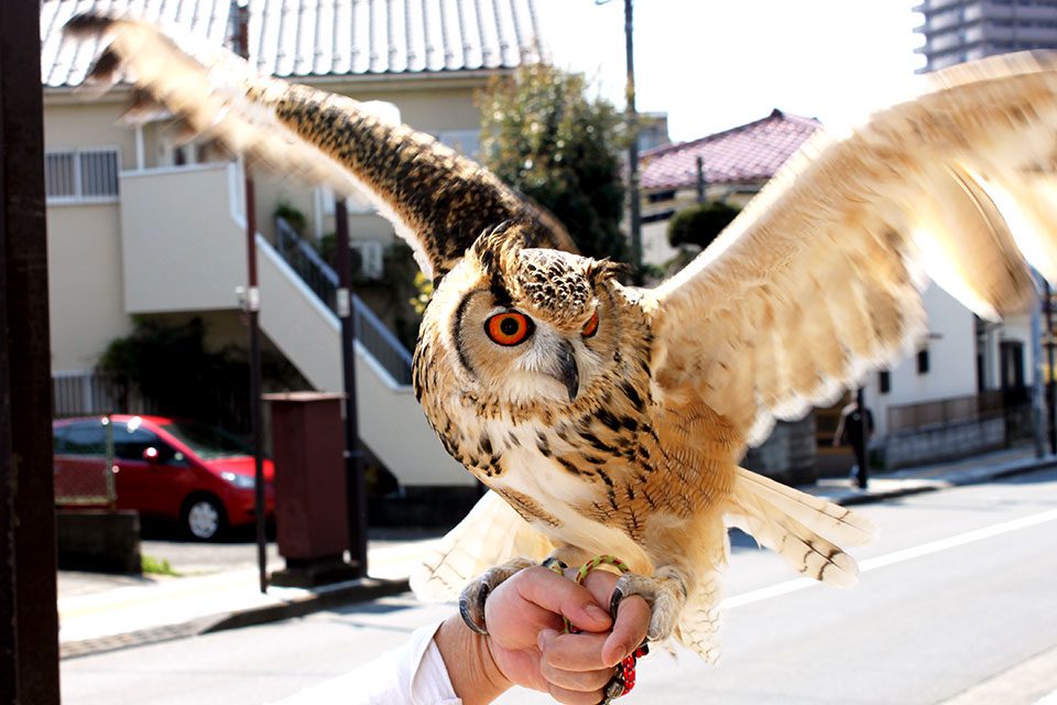 フクロウとふれあえるお店 Rapace_メイン画像