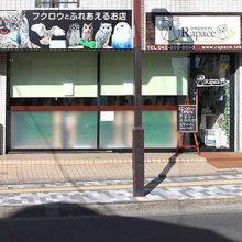 フクロウとふれあえるお店 Rapace_写真1