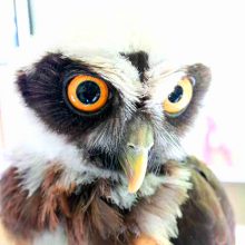 フクロウとふれあえるお店 Rapace_写真2