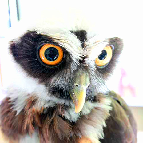 フクロウとふれあえるお店 Rapace_写真2