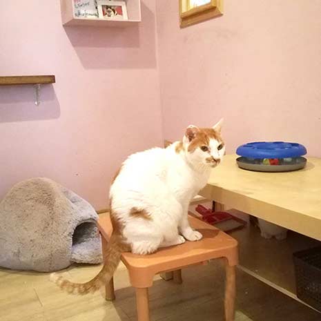 いぬねこ café Lua _写真1