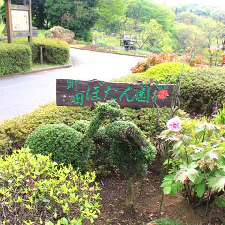 町田ぼたん園_写真1