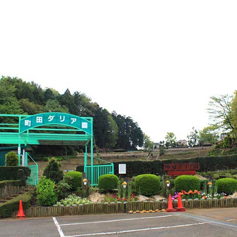 町田ダリア園_写真1