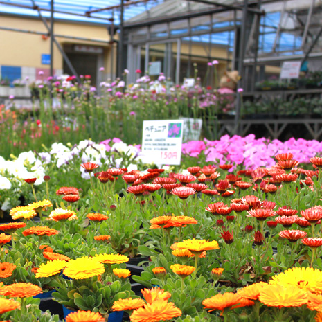 町田ダリア園_写真2