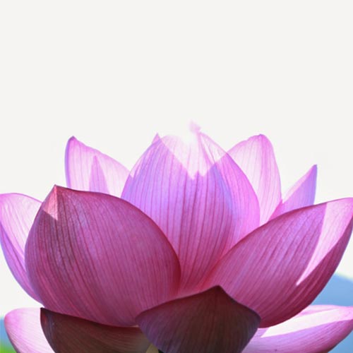 自然写真ギャラリー_写真2