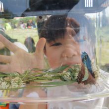 ワクわくドキどき昆虫採集