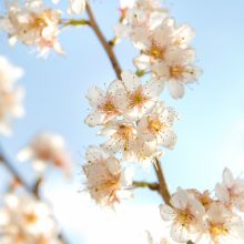 2018お花見メイン画像