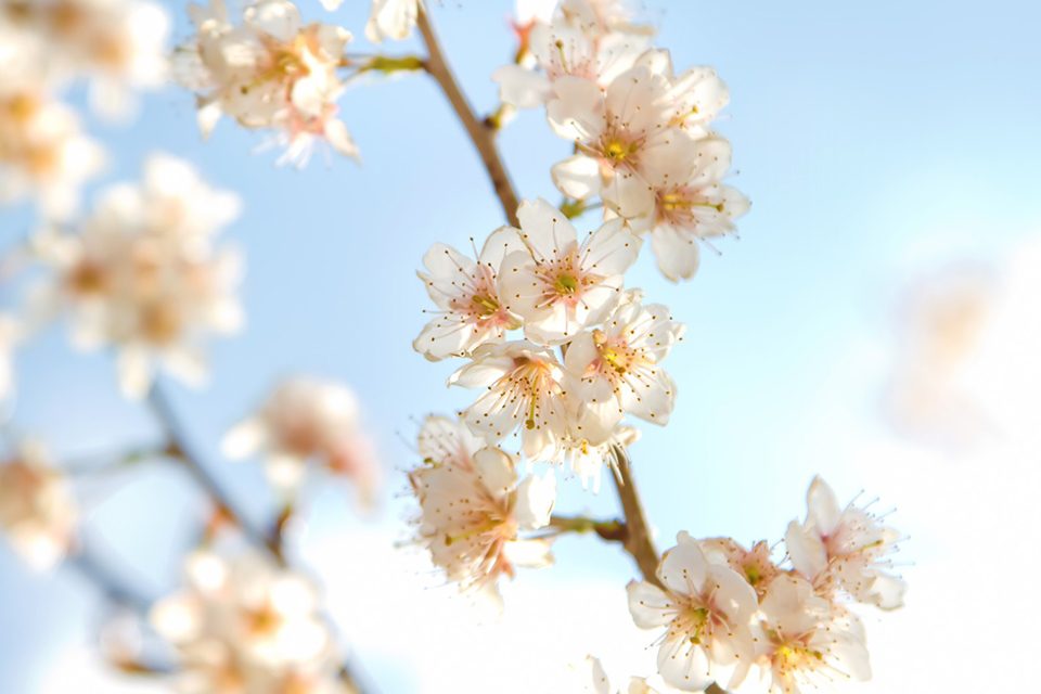 2018お花見メイン画像