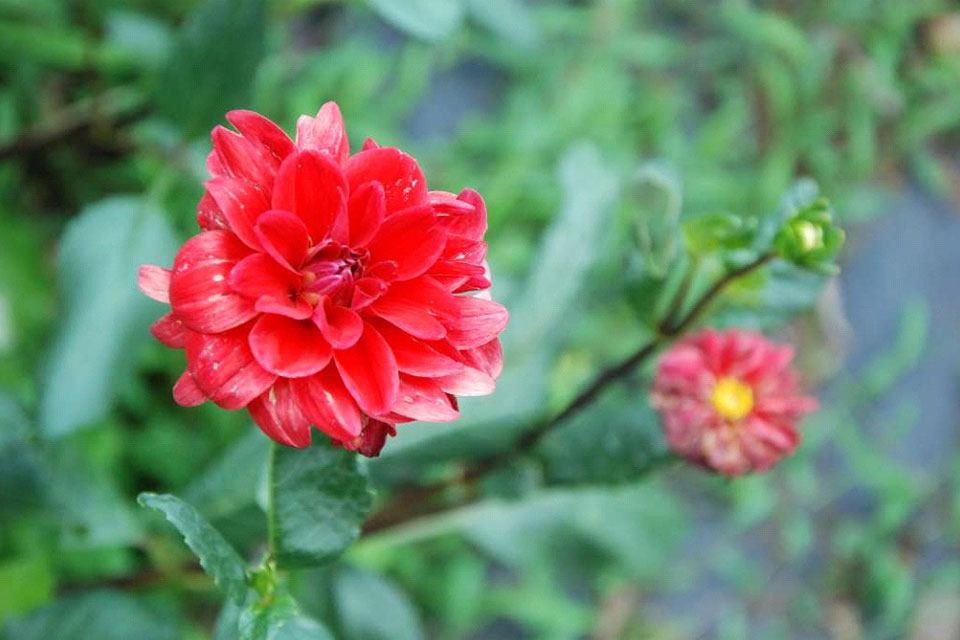 赤いダリア