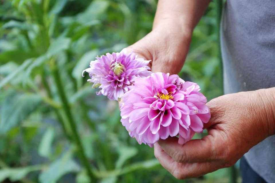 突然変異したダリア