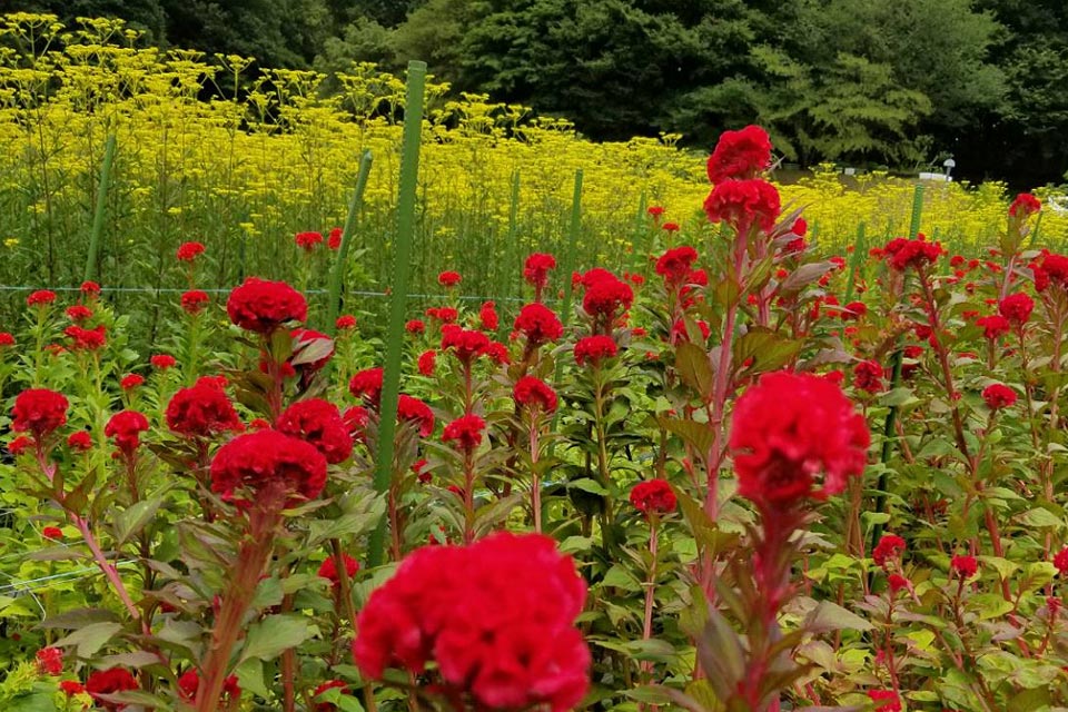 ケイトウとオミナエシ