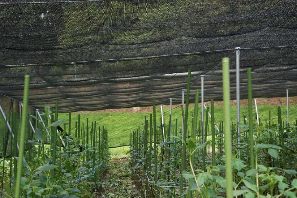 畑全体に遮光カーテン