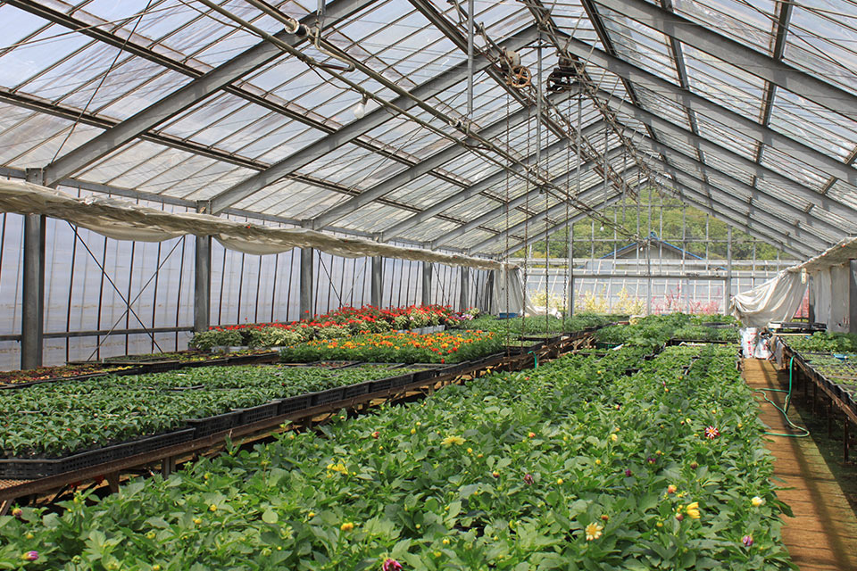 ビニールハウスで栽培される花