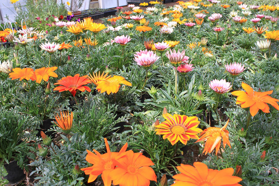 パンジー、ダリア、マリーゴールド