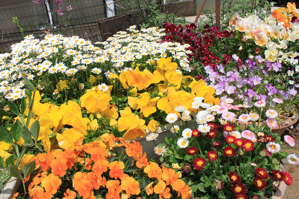 鉢植えされた花