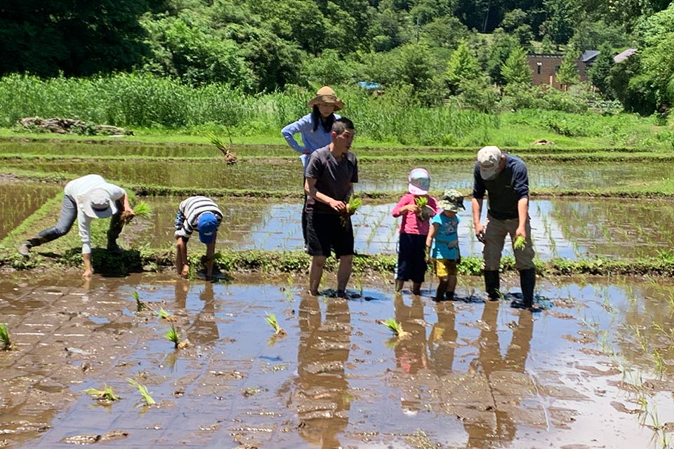 田植え体験をする家族
