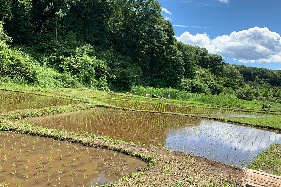 植え終わった田んぼ